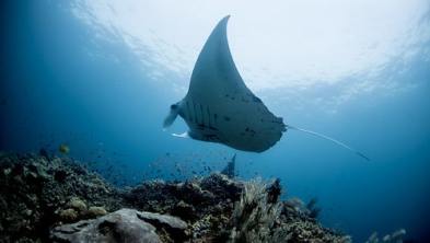 Tour Pulau Derawan 3H2M