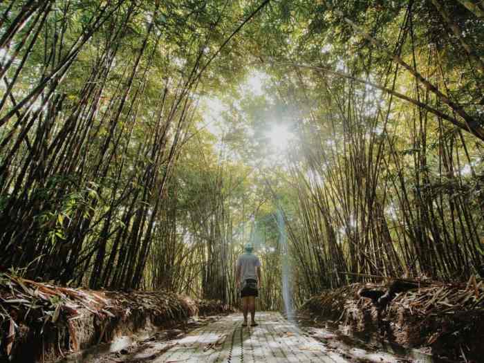 Hutan Bambu Penglipuran