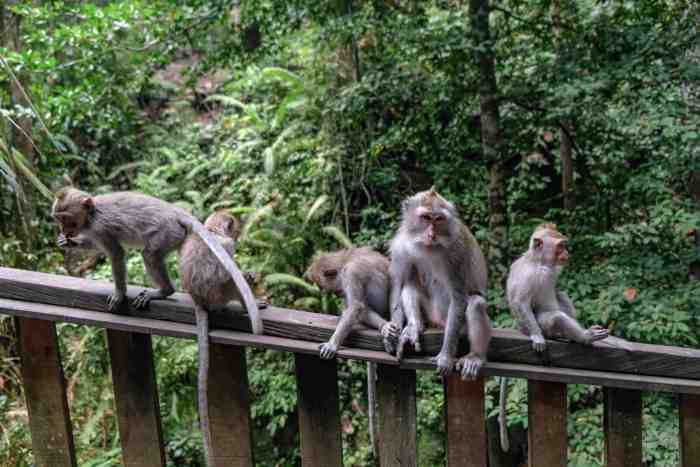 Monkey Forest Ubud