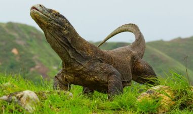 Surga Tersembunyi para Naga di Nusa Tenggara Timur, Ini Keunikan Taman Nasional Pulau Komodo