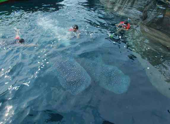 snorkeling Paus Tutul