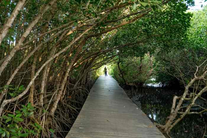 Hutan Mangrove Denpasar