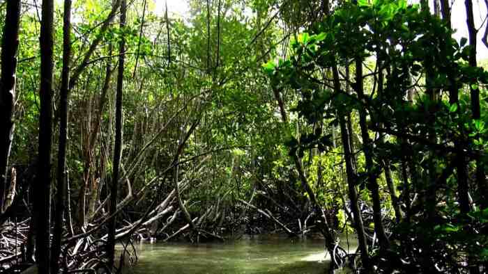 Hutan Mangrove Nusa Lembongan
