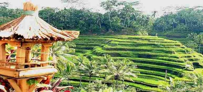 Terasering Tegalalang Ubud Bali
