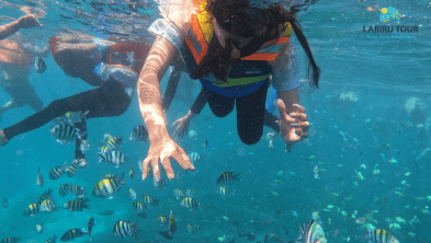 Paket Tour Lombok 2 Hari 1 Malam “Enjoy Snorkeling Pink Beach”